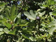 dojrzałe i niedojrzałe owoce figowca na drzewie w zbliżeniu 