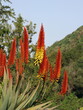 czerwone i żółto-czerwone  kwiaty aloesu kanaryjskiego na tle nieba i zieleni