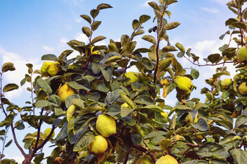 Autumn. Branches of quince tree with leaves and  ripe fruits