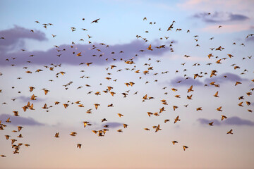 Abstract nature. Flying blur birds. Blue sky background. 