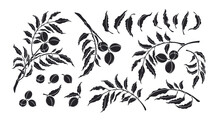 Pecan Set Vector Silhouette Botanical Illustration