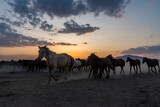 Fototapeta Konie - Wild horses run in foggy at sunset. Wild horses are running in dust. Near Hormetci Village, between Cappadocia and Kayseri, Turkey