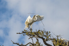 The Great Egret In Flight In Breeding Plumage.  The Great Egret Is A Little Over Three Feet Tall With A Wingspan Of Almost Five Feet, Has Stick In Beak, Building A Nest.