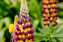 Close Up Of A Purple Lupin In A Country Garden