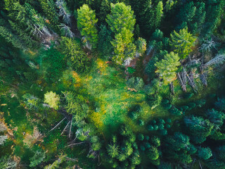 Aerial view of a clearing in a lush green forest with yellow highlights