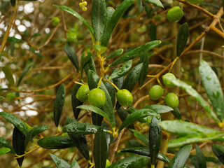 some olives on the tree