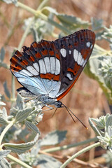 Sticker - Southern white admiral / Blauschwarzer Eisvogel (Limenitis reducta) - Greece / Griechenland