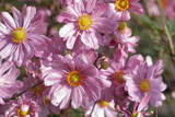Fototapeta Krajobraz - Background of pink japanese anemone, thimbleweed or windflower with yellow stamens and petals