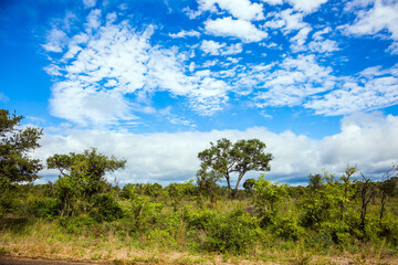 Wall Mural - The famous Kruger Park