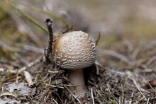 Blusher Fungus, Amanita Rubescens