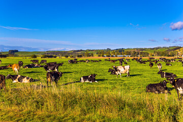 Canvas Print - Large herd of groomed cows grazes