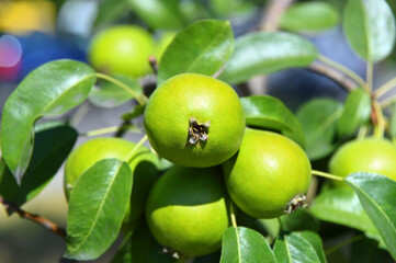 Green pear on the branch