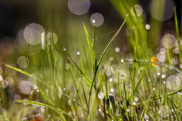 Drops of dew on the grass