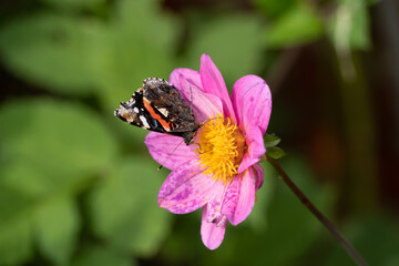 Wall Mural - Close up Macro of admiral butterfly Pollinating British Wildflowers