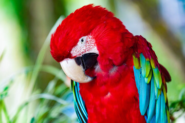 red macaw parrot with bright colorful feathers blue and green portrait