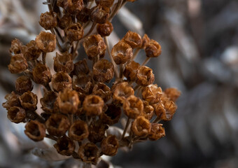 winter flowers