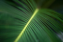 Sago Palm Leaves