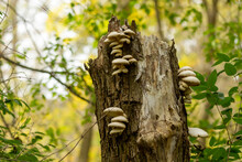 Fungus On A Dead Or Dying Tree Trunk In An Autumn Forest