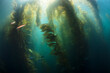 © Song Heming/Stocksy - Scuba diving in kelp forest underwater