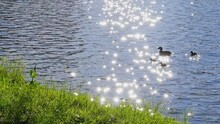 A Duck And Three Ducklings Swimming In Sparkling River, Sunlight Reflected On Water