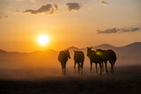 Fototapeta Konie - Wild horses run in foggy at sunset. Near Hormetci Village, between Cappadocia and Kayseri, Turkey