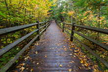 Wooden Boardwalk Through Michigan Autumn Forest On The North Country Trail In Tahquamenon Falls State Park