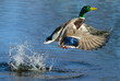 © Susan Hodgson - A Mallard duck drake jumping out of the water with a big splash at close range.
