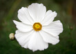© absphotography/Stocksy - Beautiful white and yellow flower with lovely wavy petals