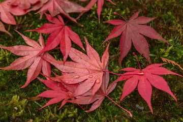 close-up of red fallen maple leaves,autumn background
