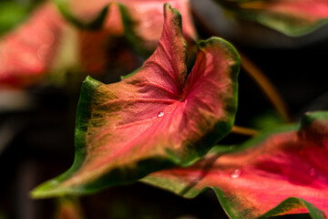 Wall Mural - Beautiful Caladium bicolor