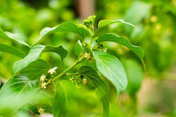 Wall Mural - Gurmar medicinal tree