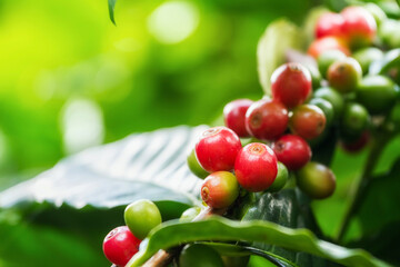 Wall Mural - Group of ripe and raw Arabica coffee berries on coffee tree branch