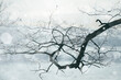 © Cosma Andrei/Stocksy - Winter branch with snow falling
