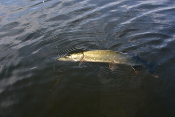 Summer fishing, pike fishing, spinning on the lake

