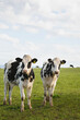 © Natalie Jeffcott/Stocksy - Dairy farm cows along the Great Ocean Road and Cape Otway with the sea in the background.