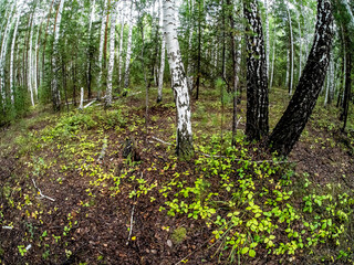 Wall Mural - birch and pine mixed forest in summer, fish-eye