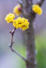 Yellow Blossoms On Tree