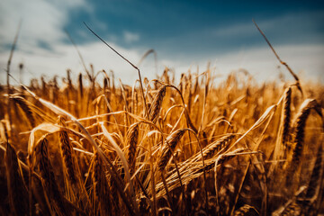 golden wheat field