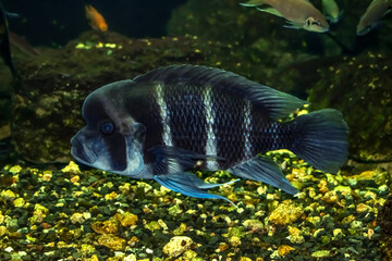 Blue-white striped Cyphotilapia frontosa fish swims underwater. Exotic african fish with a large hump on the forehead in the Exposition Aquarium Complex of Freshwater Fauna of DNU (Ukraine)