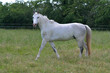 A beautiful gray warmblood horse walking in a pasture.
