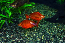 Two Orange Red Rainbowfish On The Background Of Pebbles At The Bottom Of The Aquarium. Beautiful Wallpaper With A Pair Of Goldfish
