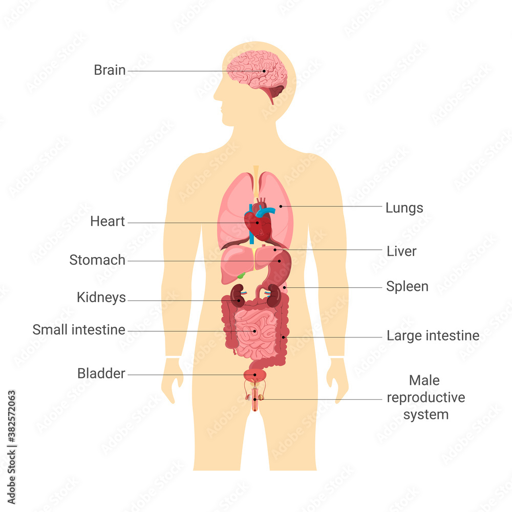 Human body internal organs with main parts labeled. Anatomy of body