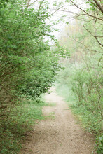 A Trail Bursting With Green Buds In The Spring Time