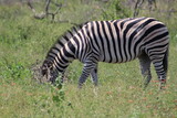 Fototapeta Sawanna - Photos taken in Kruger National Park