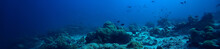 Under Water Ocean / Landscape Underwater World, Scene Blue Idyll Nature
