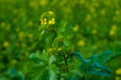 Pflanzen mit Knospen und gelben Blüten von Raps / Winterraps (lat.: Brassica napus) im Herbst auf einem Feld (Landwirtschaft)