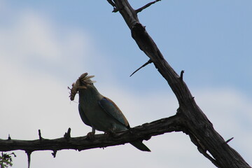 photos taken in kruger national park