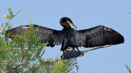 Wall Mural - Great cormorant (Phalacrocorax carbo) dries its feathers in the sun / Kormoran trocknet sein Gefieder in der Sonne