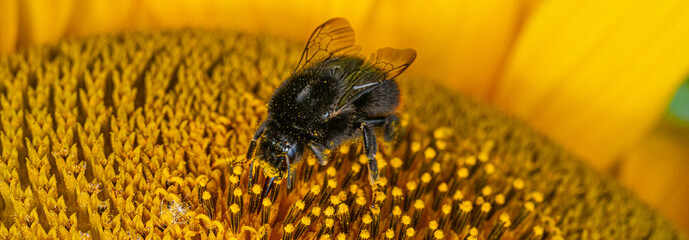 Wall Mural - Close up Macro of Bumble Bee Pollinating British Sunflowers. Walking on single sunflower head in bloom yellow flower and black seeds