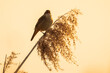 Eurasian reed warbler Acrocephalus scirpaceus bird singing in reeds during sunrise.